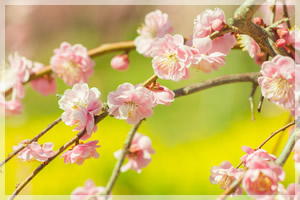 春彼岸法要　悲願の中日