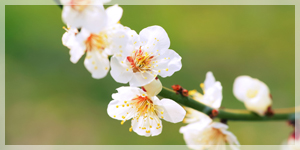 曹洞宗（禅宗）について